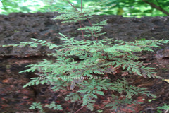 Oeosporangium tenuifolium